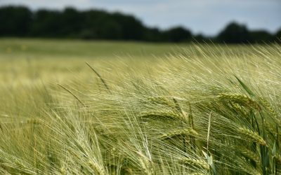 De sessie gaat mij helpen om patronen te doorbreken