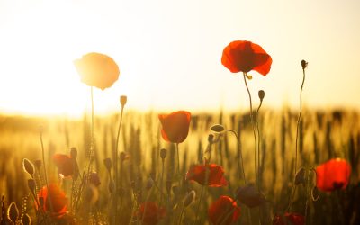 De workshop familieopstellingen was van onschatbare waarde