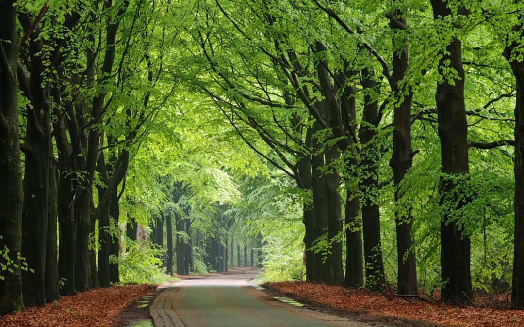 familieopstelling in Nunspeet bos
