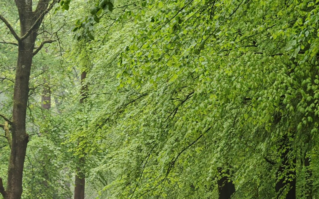 Familieopstelling in bos Harderwijk