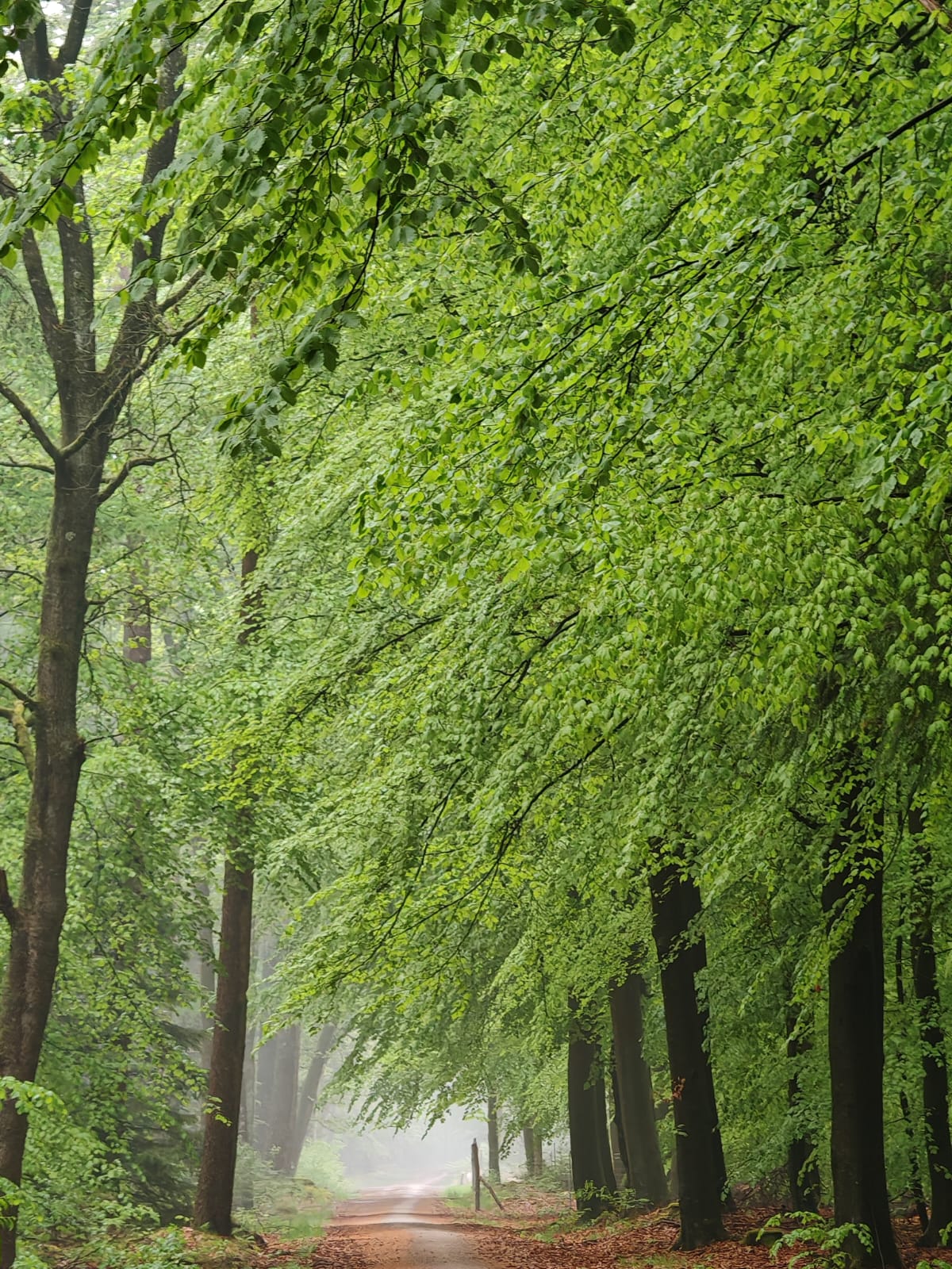 Beukenbos Familieopstelling in bos Harderwijk
